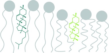 Cholesterol’s Aliphatic Side Chain Modulates Membrane Properties