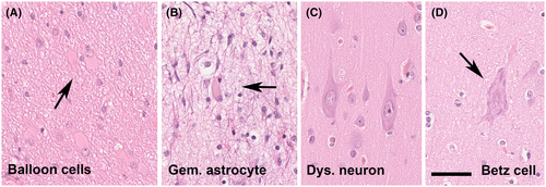Details are in the caption following the image Details are in the caption following the image