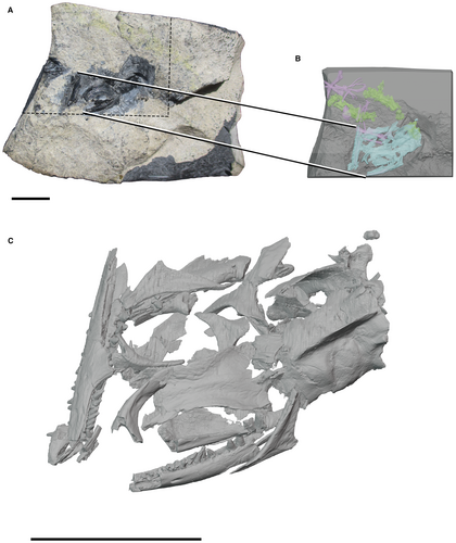 Details are in the caption following the image