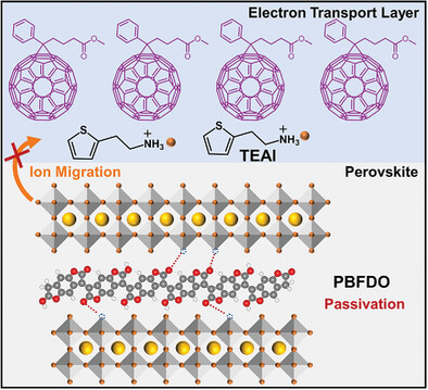 Synergistic Doping Strategy with Novel Multi-Carbonyl Conductive Polymer Enables Stable Self-Powered Perovskite Photodetectors