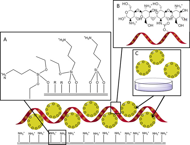 Multilayer Bacteriostatic Coating for Surface Modified Titanium Implants