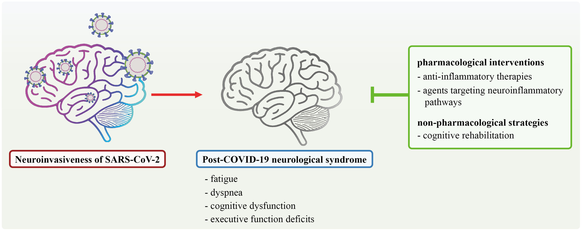 Cognitive Sequelae of COVID-19: Mechanistic Insights and Therapeutic Approaches