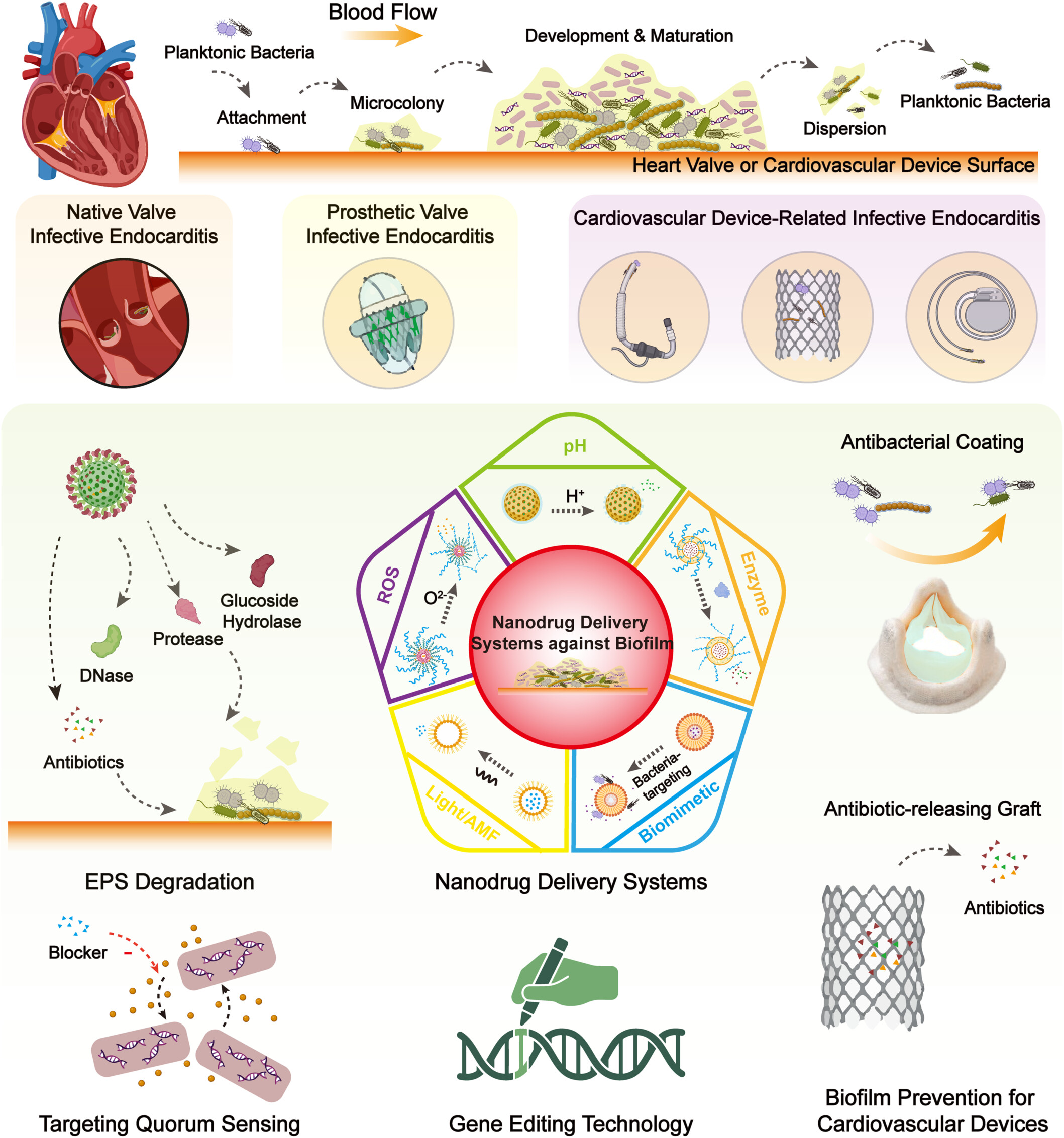 Biofilm formation in cardiovascular infection and bioengineering approaches for treatment and prevention