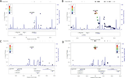 Association analysis of exome variants and refraction, axial length, and corneal curvature in a European–American population