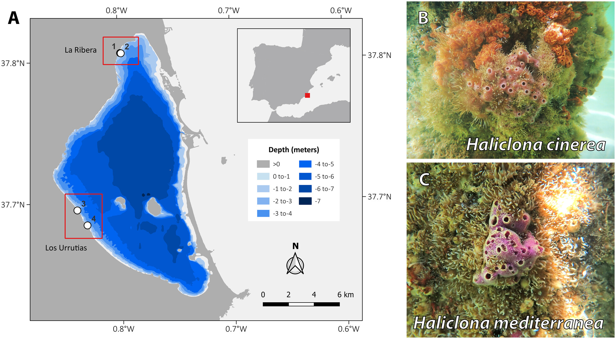 Spatial and Seasonal Biodiversity Variation in a Large Mediterranean Lagoon Using Environmental DNA Metabarcoding Through Sponge Tissue Collection