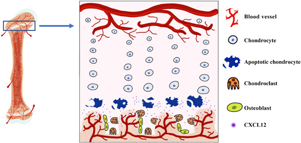Roles of apoptotic chondrocyte-derived CXCL12 in the enhanced chondroclast recruitment following methotrexate and/or dexamethasone treatment