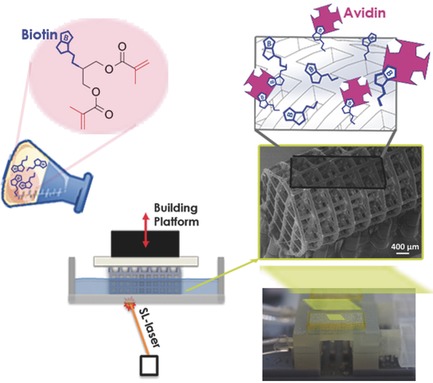 Biotinylated Photopolymers for 3D-Printed Unibody Lab-on-a-Chip Optical Platforms