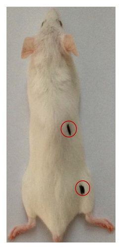 Details are in the caption following the image