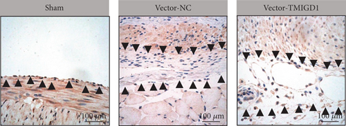 Details are in the caption following the image