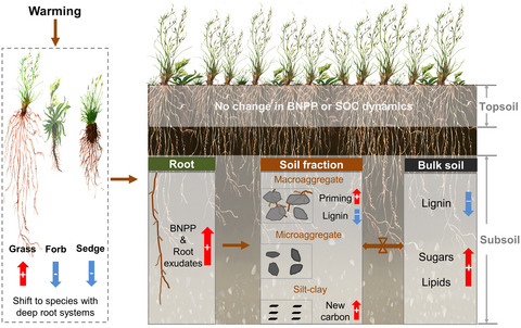 Climate warming alters subsoil but not topsoil carbon dynamics in alpine grassland