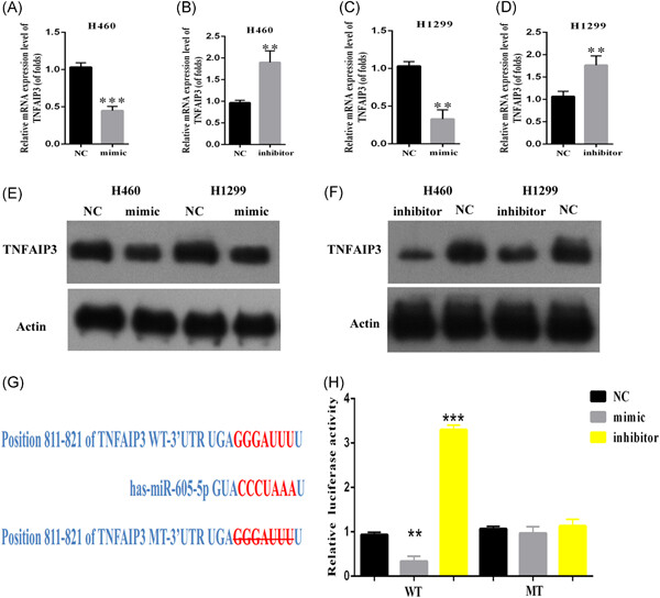 miR-605-5p promotes invasion and proliferation by targeting TNFAIP3 in non–small-cell lung cancer
