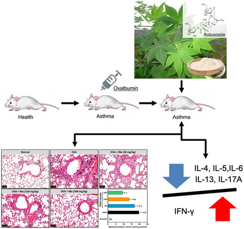 Rubusoside alleviates the ovalbumin-induced mice allergic asthma by modulating the NF-κB activation