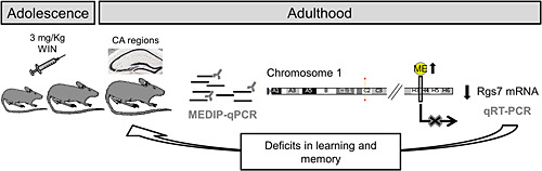 Chronic exposure to cannabinoids during adolescence causes long-lasting behavioral deficits in adult mice