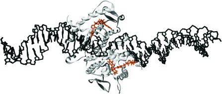 DNA-gesteuerte bivalente Präsentation von Liganden für den Östrogenrezeptor