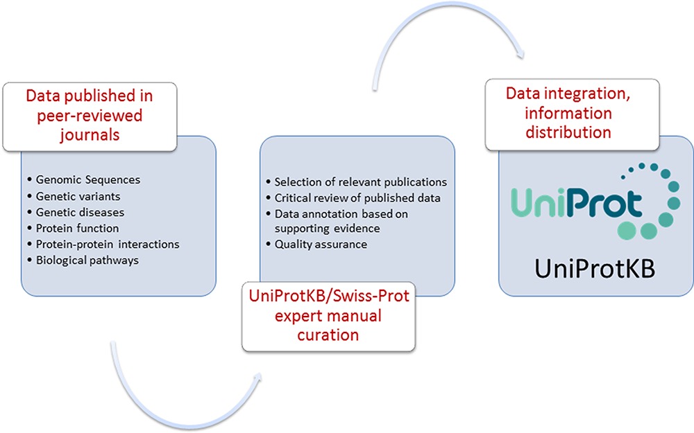 Genetic Variations and Diseases in UniProtKB/Swiss-Prot: The Ins and Outs of Expert Manual Curation
