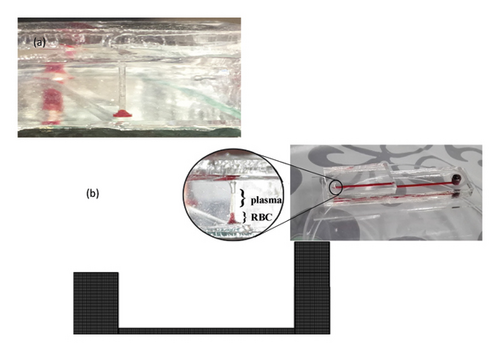 Details are in the caption following the image Details are in the caption following the image