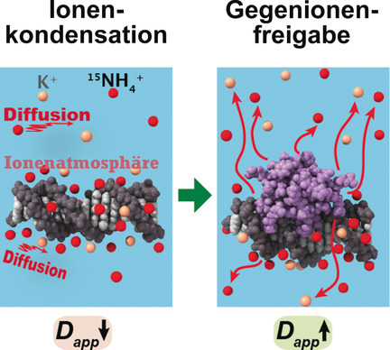 Detecting Counterion Dynamics in DNA–Protein Association