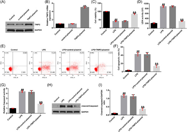 TNFAIP3 interacting protein 2 relieves lipopolysaccharide (LPS)-induced inflammatory injury in endometritis by inhibiting NF-kappaB activation