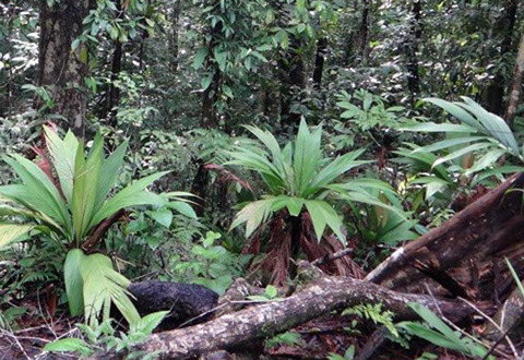 The future for ATBC conservation declarations