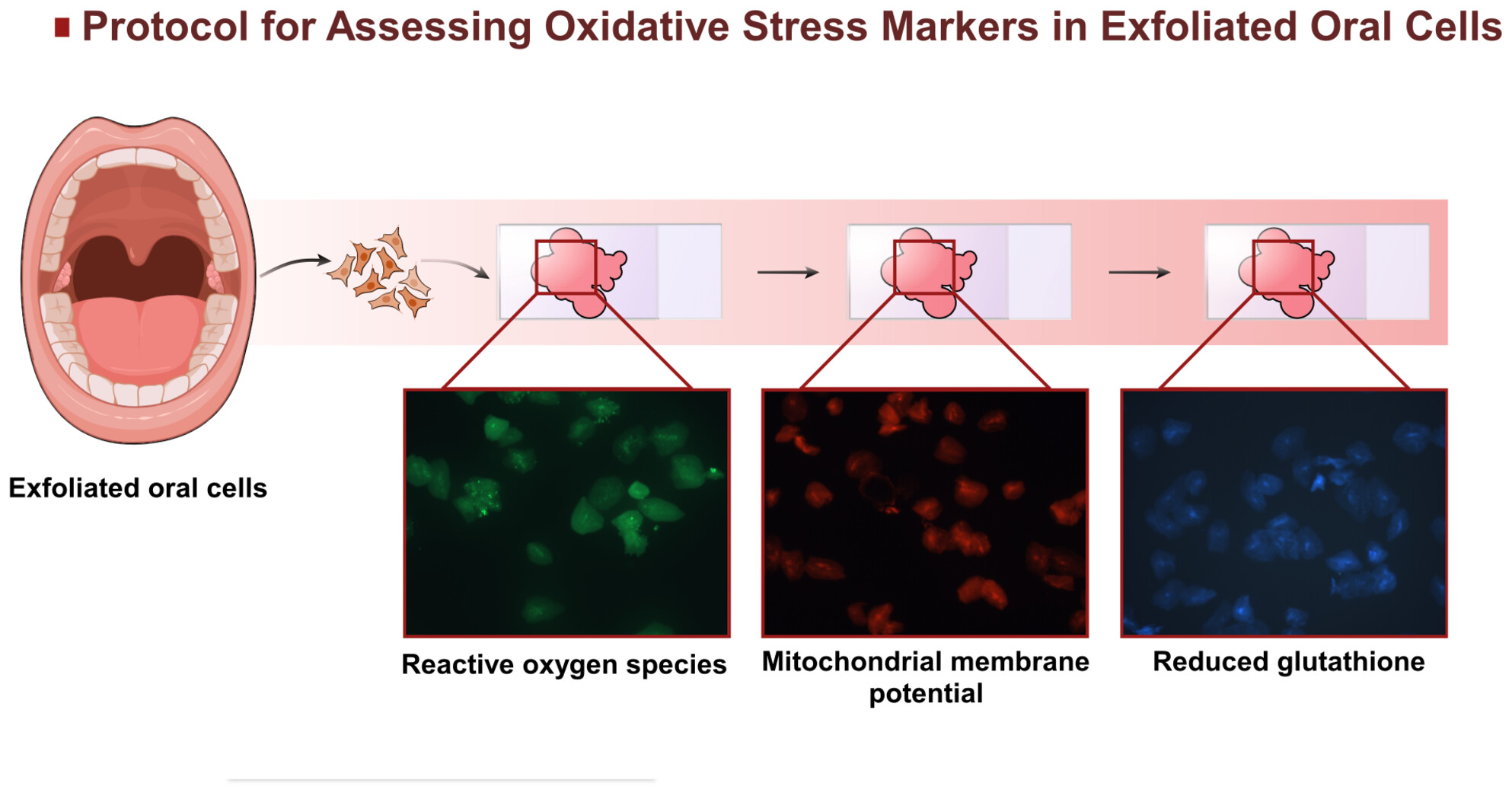 Development and validation of a minimally invasive protocol for assessing oxidative stress markers in exfoliated oral cells