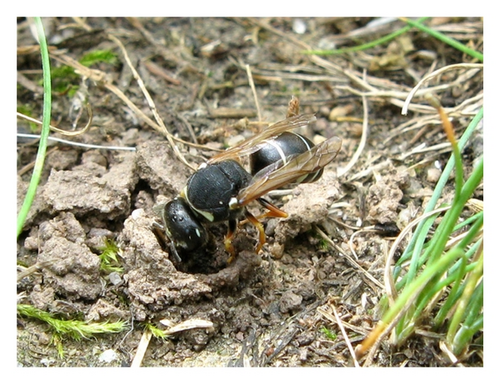 Details are in the caption following the image