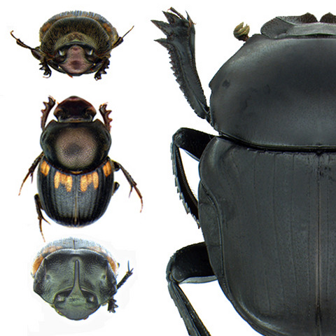 Dung beetle-megafauna trophic networks in Singapore’s fragmented forests