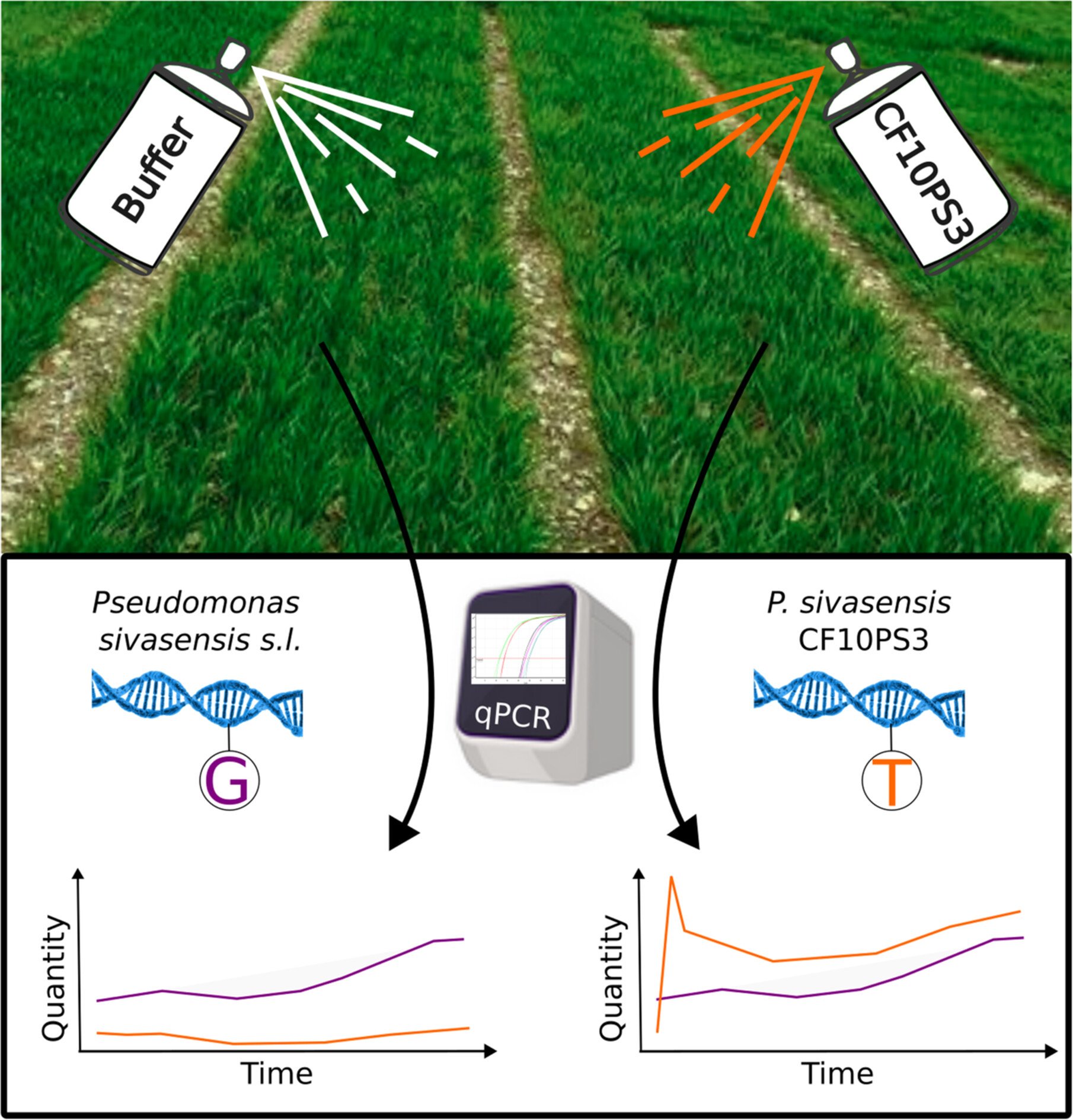 Monitoring the Persistence of Pseudomonas sivasensis Strain CF10PS3 in Cereal Fields