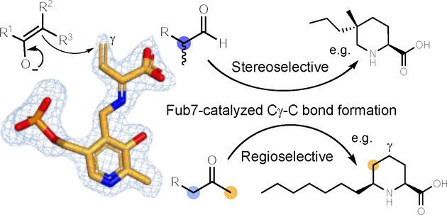 Molecular and Structural Basis for Cγ−C Bond Formation by PLP-Dependent Enzyme Fub7