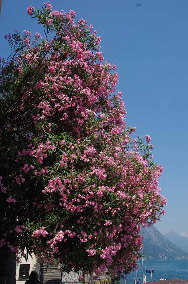 Chemie Unterwegs: Schön und ganz schön tückisch – Oleander