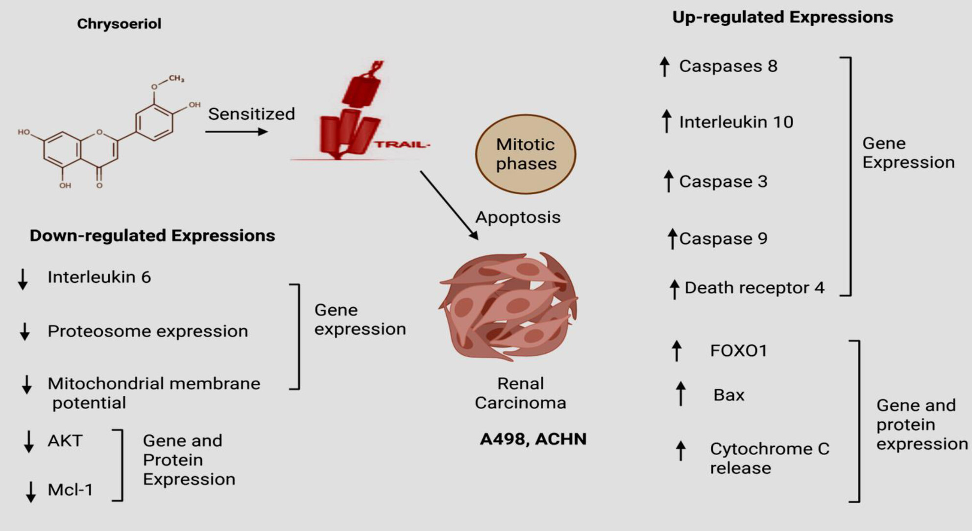 Chrysoeriol Chemosensitized Renal Cell Carcinoma (RCC) Cell Lines to Trigger TRAIL Induced Apoptosis In Vitro by Up-Regulating Pro-Apoptotic and Down-Regulating Anti-Apoptotic Genetic Factors