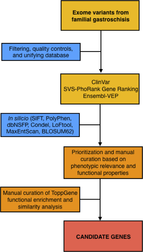 Whole exome sequencing identifies multiple novel candidate genes in familial gastroschisis