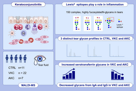 Tear N-glycomics in vernal and atopic keratoconjunctivitis