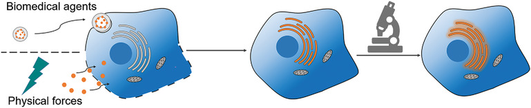 Intracellular Labeling with Extrinsic Probes: Delivery Strategies and Applications