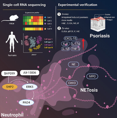 Tyrosine phosphatase SHP2 exacerbates psoriasis-like skin inflammation in mice via ERK5-dependent NETosis