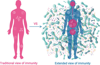 Updating the Discontinuity Theory to the Extended Immunity: The Symmunobiome Concept