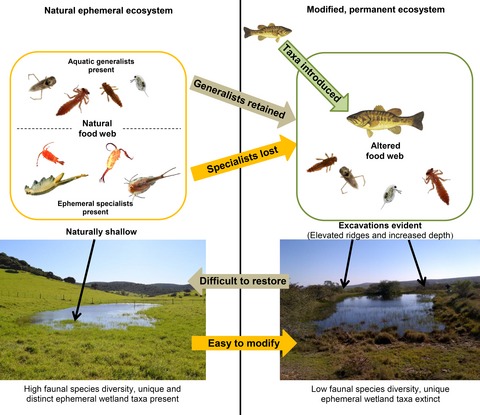 Agricultural intensification and drought frequency increases may have landscape-level consequences for ephemeral ecosystems