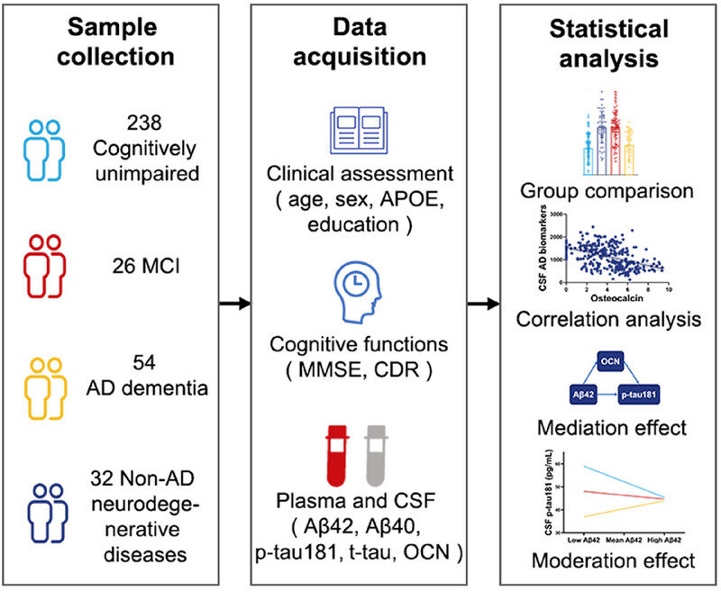 Associations of Plasma and CSF Osteocalcin Levels With CSF ATN Biomarkers and Cognitive Functions in Alzheimer's Disease