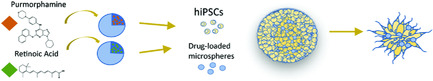Engineering Neural Tissue from Human Pluripotent Stem Cells Using Novel Small Molecule Releasing Microspheres