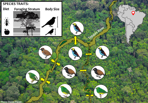 The relative role of rivers, environmental heterogeneity and species traits in driving compositional changes in southeastern Amazonian bird assemblages