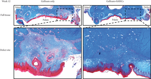 Details are in the caption following the image Details are in the caption following the image