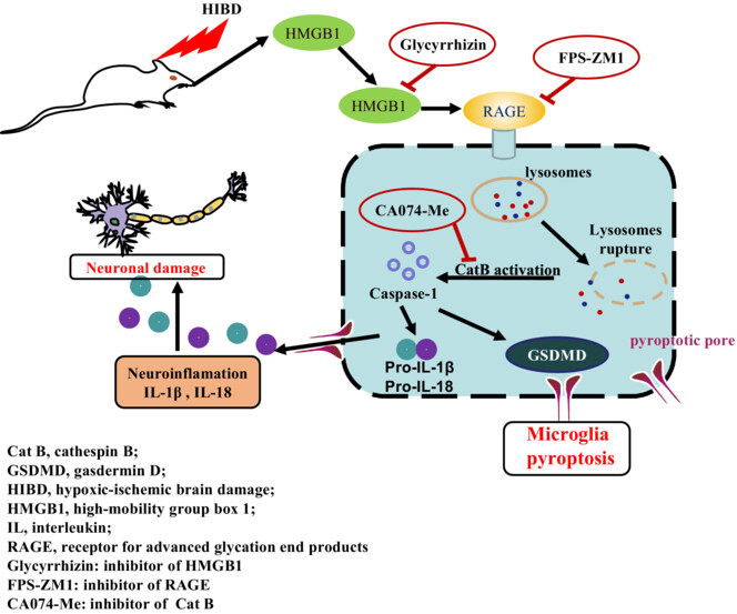 Effects of HMGB1/RAGE/cathespin B inhibitors on alleviating hippocampal injury by regulating microglial pyroptosis and caspase activation in neonatal hypoxic–ischemic brain damage