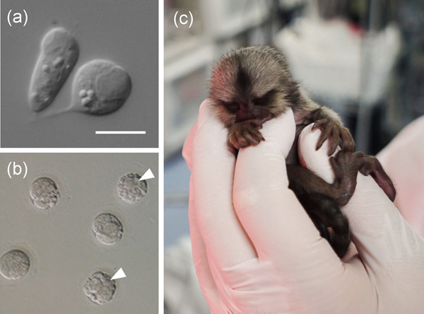 Birth of a marmoset following injection of elongated spermatid from a prepubertal male