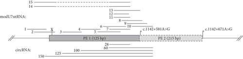 Details are in the caption following the image Details are in the caption following the image