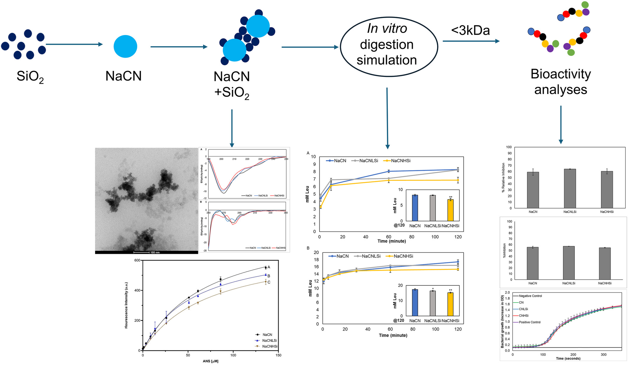 Silicon Dioxide Nanoparticles Affect the In Vitro Digestion of Sodium Caseinate but Not the Formation and Functionality of Bioactive Peptides