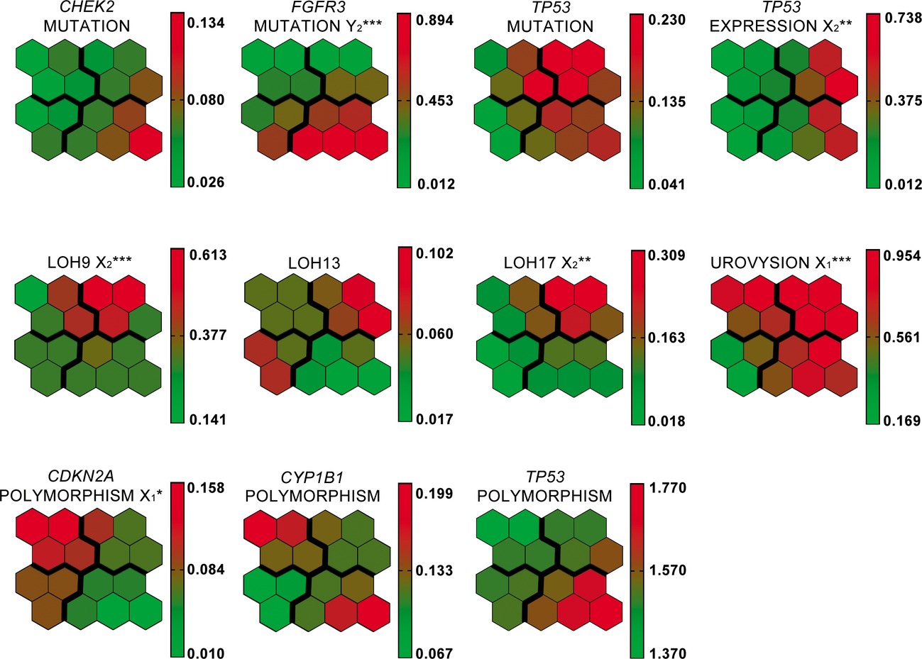 Molecular subtyping of bladder cancer using Kohonen self-organizing maps