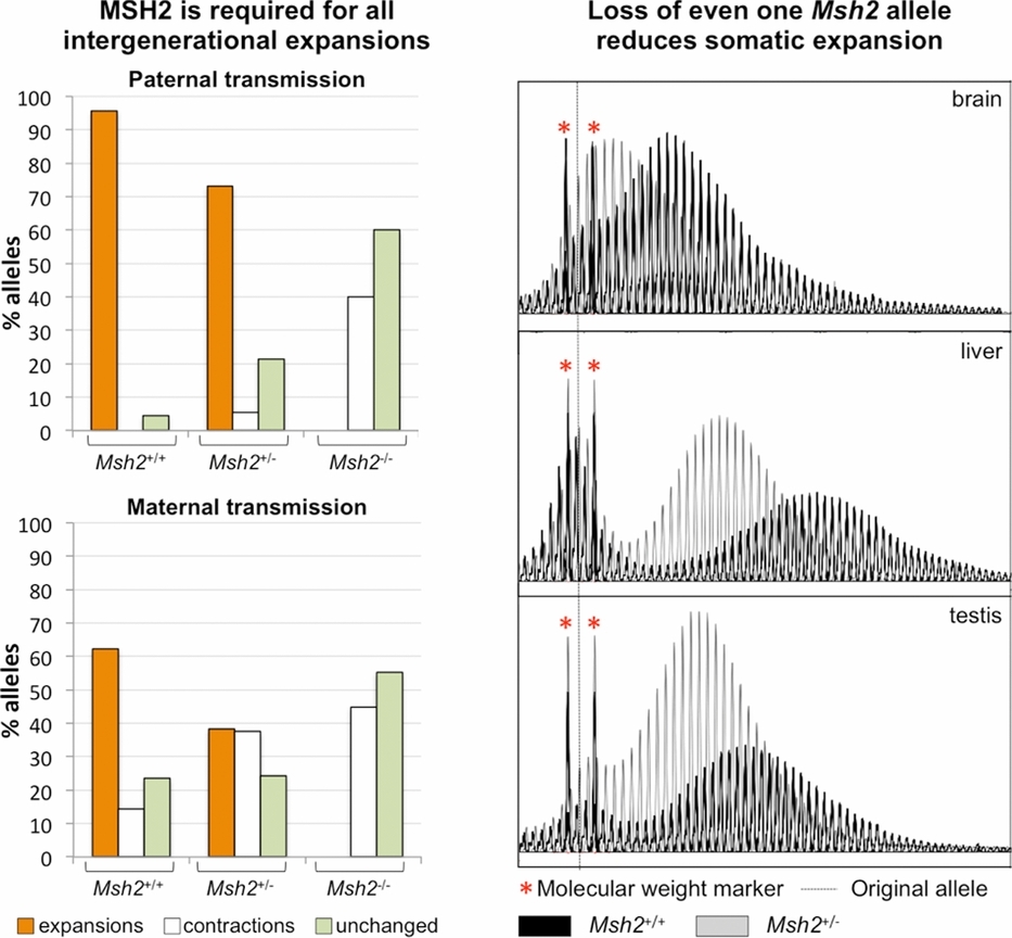 The Mismatch Repair Protein MSH2 is Rate Limiting for Repeat Expansion in a Fragile X Premutation Mouse Model