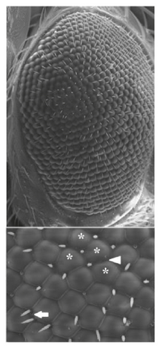 Details are in the caption following the image