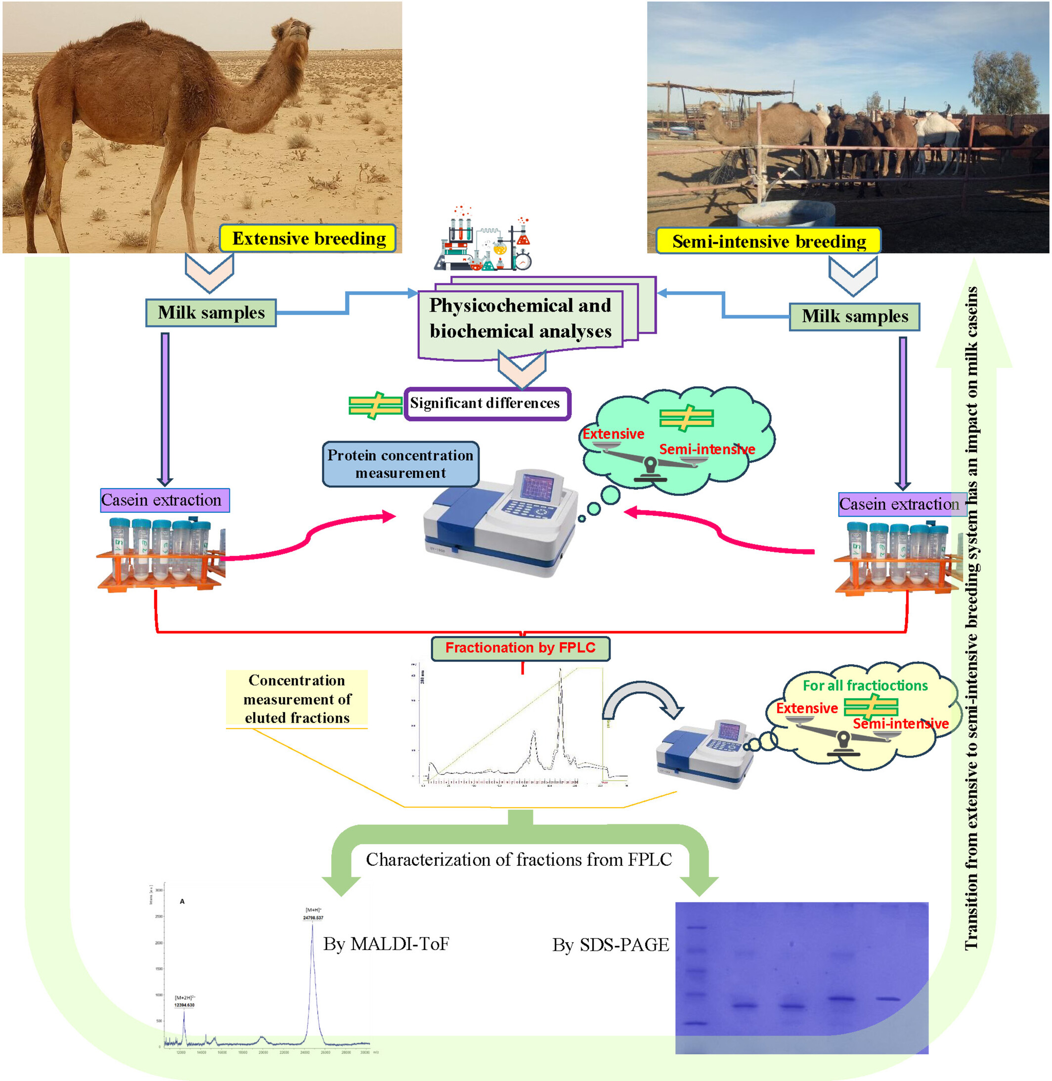 Impact of breeding system transition on camel milk caseins