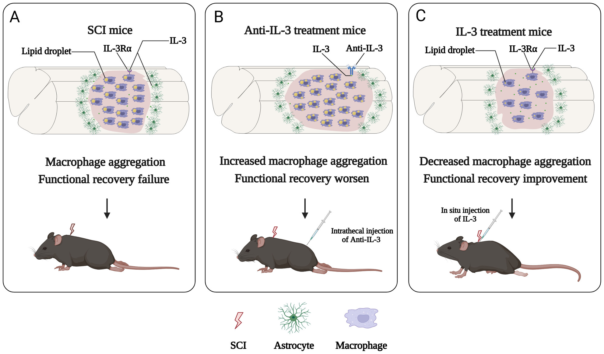 Interleukin-3 Modulates Macrophage Phagocytic Activity and Promotes Spinal Cord Injury Repair