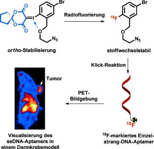 Ortho-Stabilized 18F-Azido Click Agents and their Application in PET Imaging with Single-Stranded DNA Aptamers